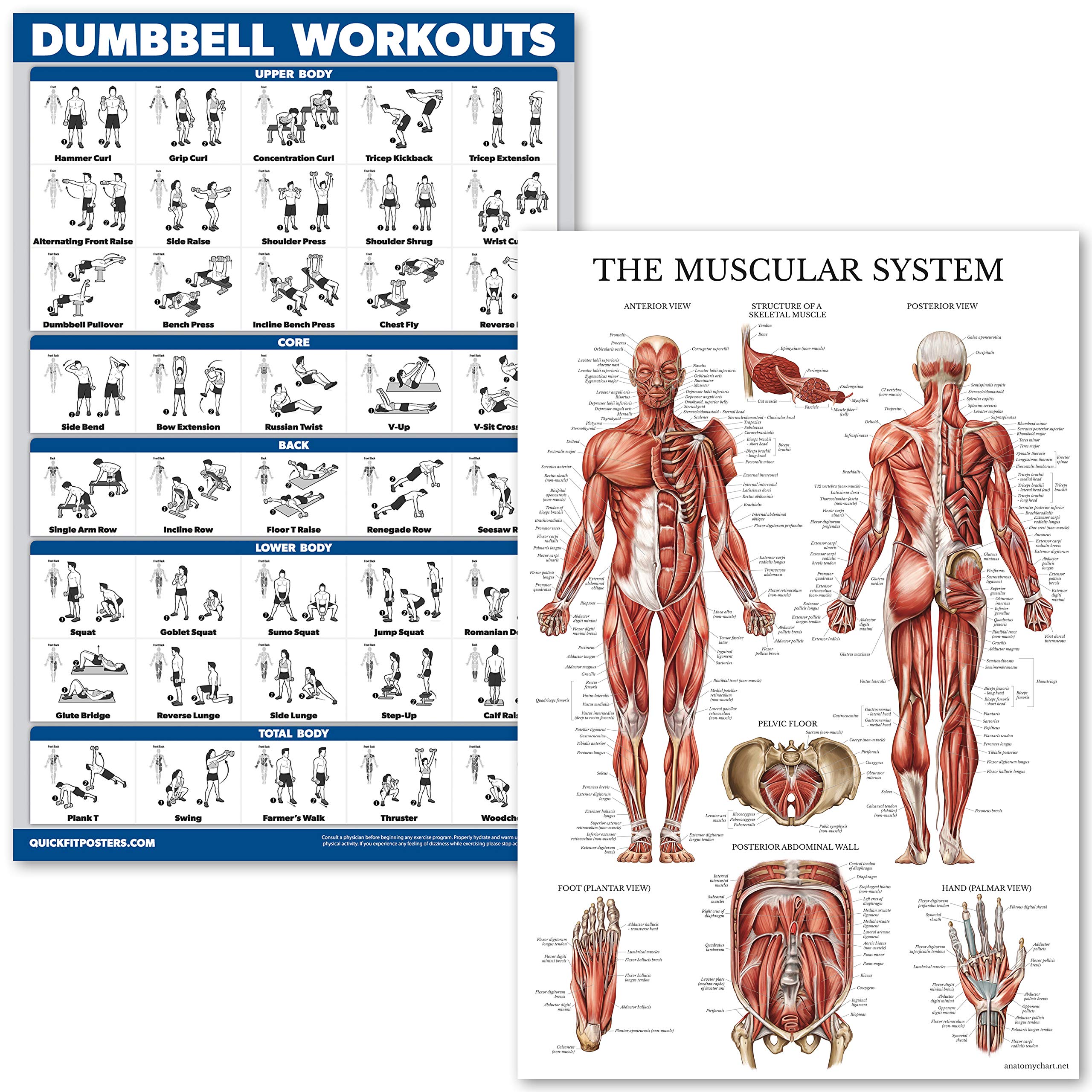 Palace Learning QUICKFIT Dumbell Workouts and Muscular System Anatomy Poster Set - Laminated 2 Chart Set - Dumbbell Exercise Routine & Muscle Anatomy Diagram (Laminated 18" x 24")